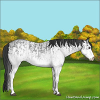 Horse Color:White Spotted Blue Roan Rabicano  and White Spotted Blue Roan Rabicano 
