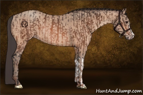 Horse Color:Brown Rabicano and Sable Champagne Rabicano