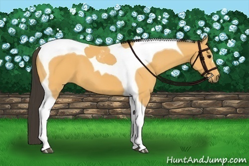 Horse Color:Buckskin Tobiano 