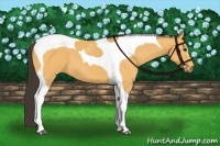 Horse Color:Buckskin Tobiano