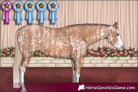 Horse Color:Liver Red Dun Sabino Splash  and Gold Champagne Splash 