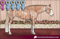 Horse Color:Liver Red Dun Sabino Splash  and Gold Champagne Splash 