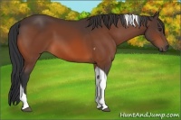 Horse Color:Bay Tobiano 