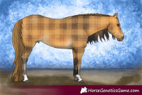 Horse Color:Plaid Buckskin