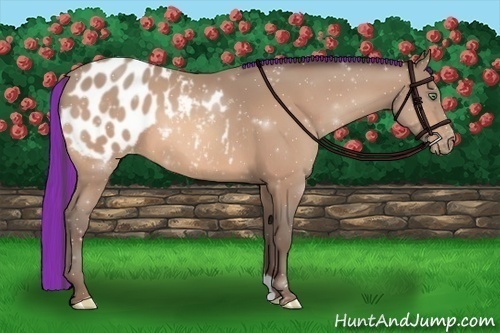 Horse Color:Painted Amber Champagne Appaloosa 