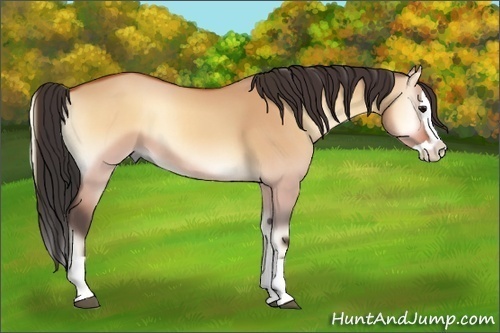 Horse Color:Bay Onyx Splash 