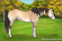 Horse Color:Bay Onyx Splash 