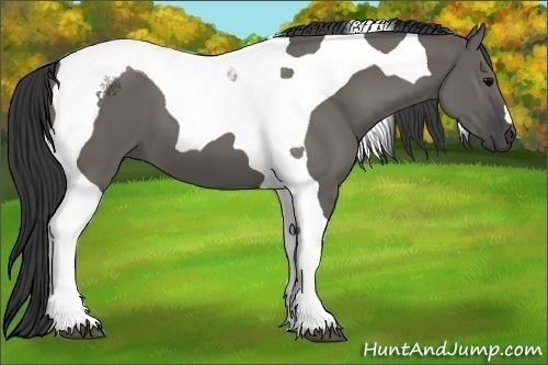 Horse Color:Grullo Tobiano 