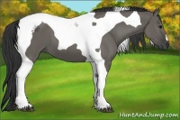 Horse Color:Grullo Tobiano 