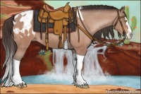 Horse Color:Amber Champagne Splash Tobiano Appaloosa 