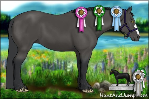 Horse Color:Black 