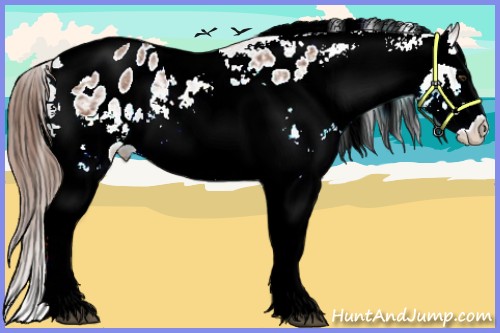 Horse Color:White Spotted Bay Splash Tobiano Appaloosa 