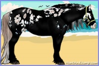Horse Color:White Spotted Bay Splash Tobiano Appaloosa 