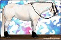 Horse Color:Buckskin Sabino Splash Varnish