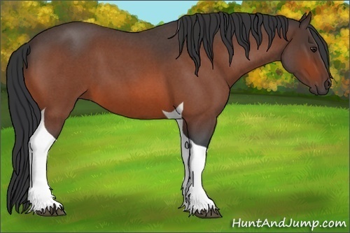 Horse Color:Bay Roan Tobiano 