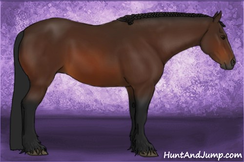 Horse Color:Gray Bay 