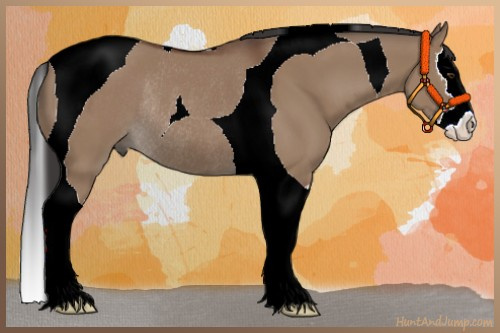 Horse Color:Bay Dun Sabino Splash Tobiano Rabicano 