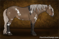 Horse Color:Gray White Spotted Silver Brown Dun