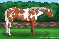Horse Color:White Spotted Silver Bay 
