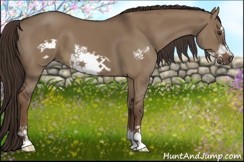 Horse Color:Liver Red Dun Frame 