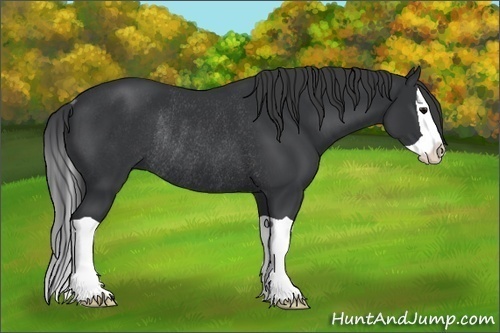 Horse Color:Black Splash Rabicano 