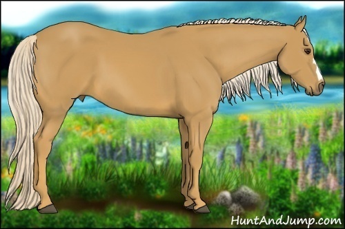 Horse Color:Palomino 