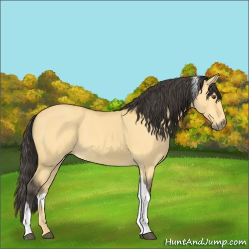 Horse Color:Buckskin Dun Tobiano