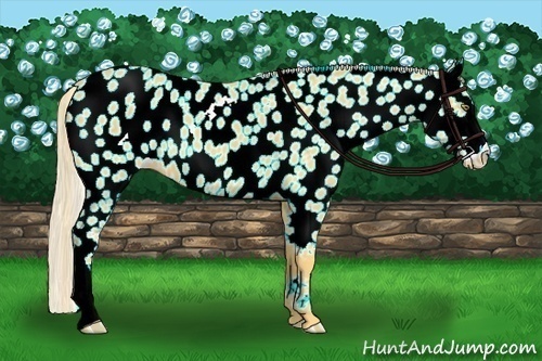 Horse Color:Palomino Near Leopard