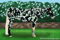 Horse Color:Palomino Near Leopard