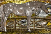 Horse Color:White Spotted Chocolate Palomino