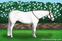Horse Color:Buckskin Sabino 