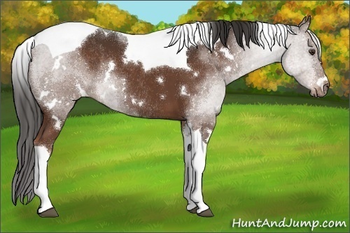 Horse Color:White Spotted Liver Chestnut Tobiano Rabicano