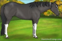 Horse Color:Black Sabino Tobiano 