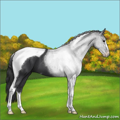 Horse Color:Black Sabino Tobiano 