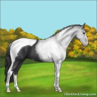 Horse Color:Black Sabino Tobiano 