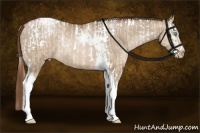 Horse Color:Buckskin Pearl Dun Sabino Splash Tobiano Rabicano and Brown Pearl Dun Tobiano Rabicano