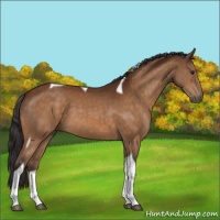 Horse Color:Buckskin Tobiano 