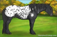 Horse Color:Black Appaloosa Rabicano