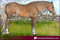 Horse Color:Chocolate Palomino 