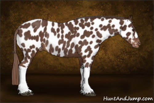 Horse Color:Liver Chestnut Appaloosa Rabicano 