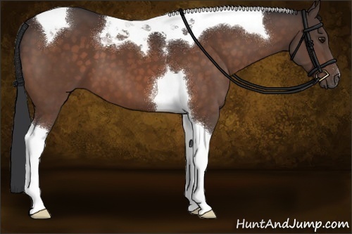 Horse Color:Brown Tobiano 