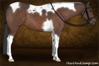 Horse Color:Brown Tobiano 