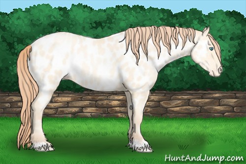 Horse Color:Amber Cream Champagne Pearl Appaloosa Rabicano 
