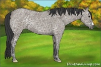 Horse Color:Grullo Ice 