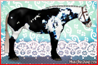 Horse Color:White Spotted Red Dun Tobiano Appaloosa Rabicano