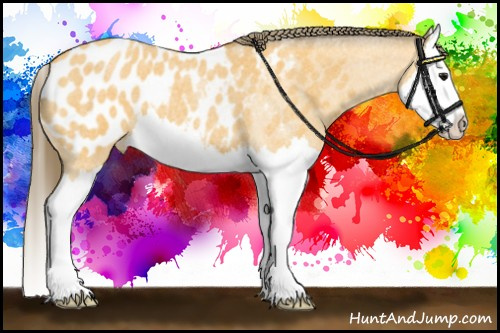 Horse Color:Buckskin Roan Splash Blanket