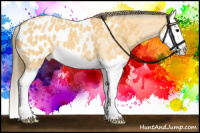 Horse Color:Buckskin Roan Splash Blanket