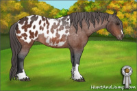 Horse Color:Bay Appaloosa Rabicano 