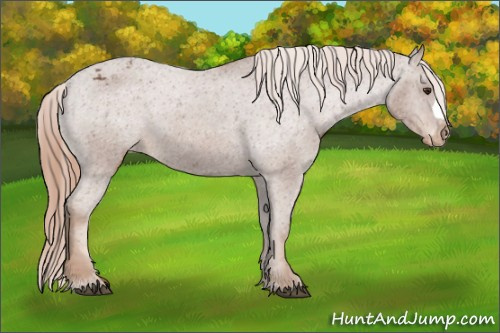 Horse Color:Chestnut Appaloosa