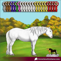 Horse Color:Silver Amber Cream Champagne Dun Appaloosa